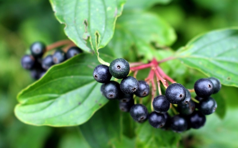 Elderberries (small round black berry) growing on bush with large green leaves.