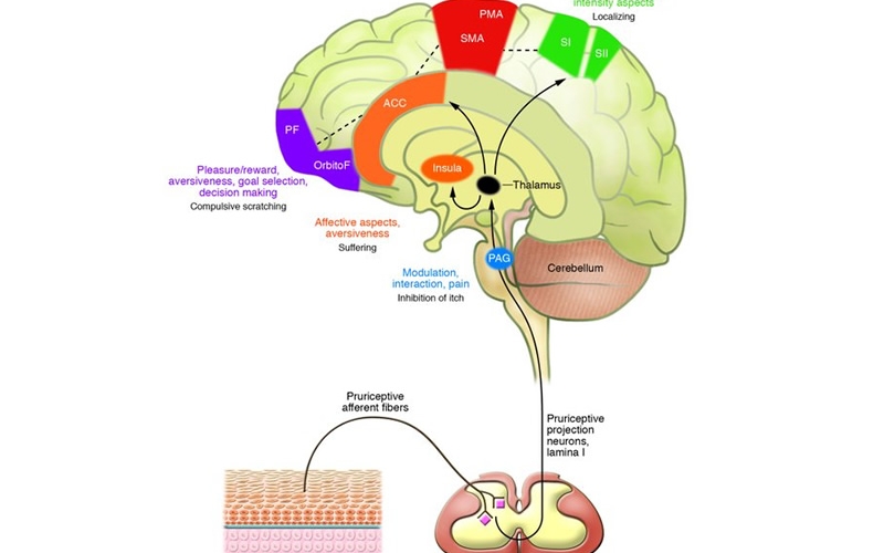 Illustration of the human brain with a line connecting to the spinal cord and to the skin.