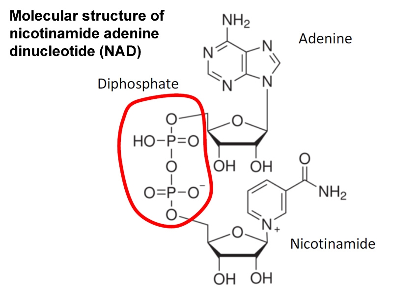 nad structure