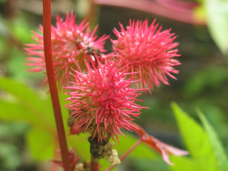 Bright pink spikey pods on a stem with green leaves in background.