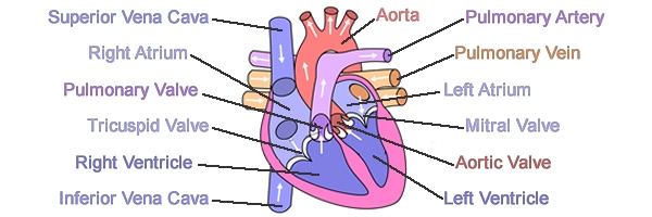 illustration of the heart