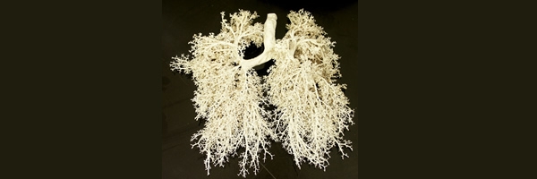 lungs