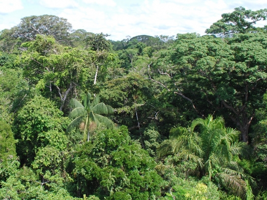 many green trees under a blue sky