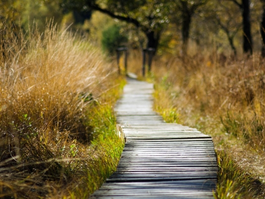 Boardwalk through tall grasses and into a wooded area.
