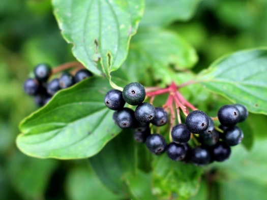 Elderberries (small round black berry) growing on bush with large green leaves.