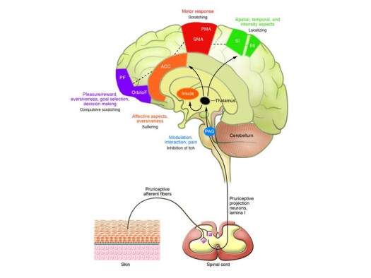 Illustration of the human brain with a line connecting to the spinal cord and to the skin.