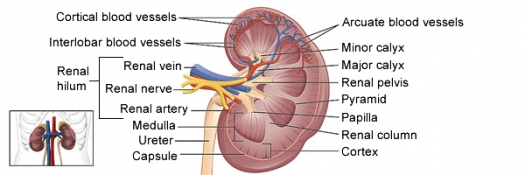 Kidney Health | Foundation for Alternative and Integrative Medicine