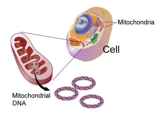 illustration of a cell with tiny oval-shaped mitochonria, and even tinier round DNA