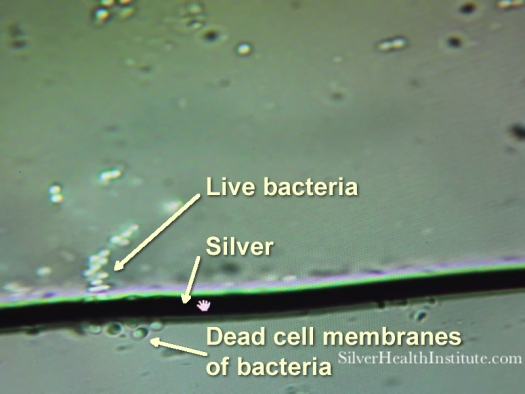 Silver-infused bacteria make fuel cells more efficient 