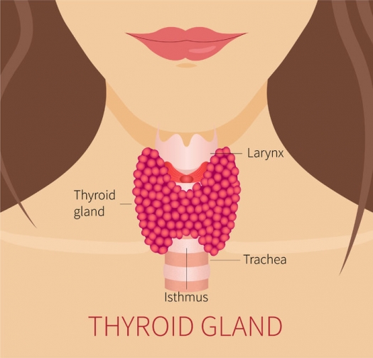 Thyroid gland illustration