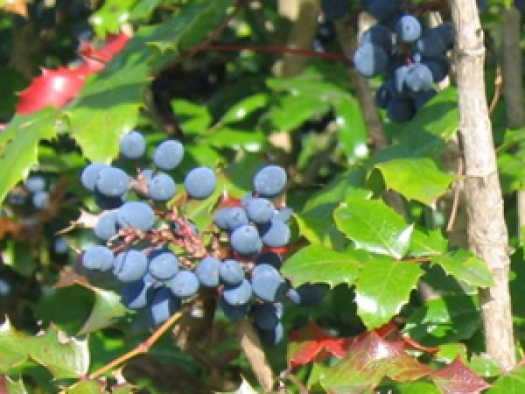 Oregon grape