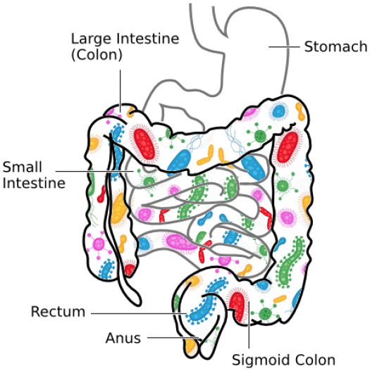 bacteria in intestines        <h3 class=