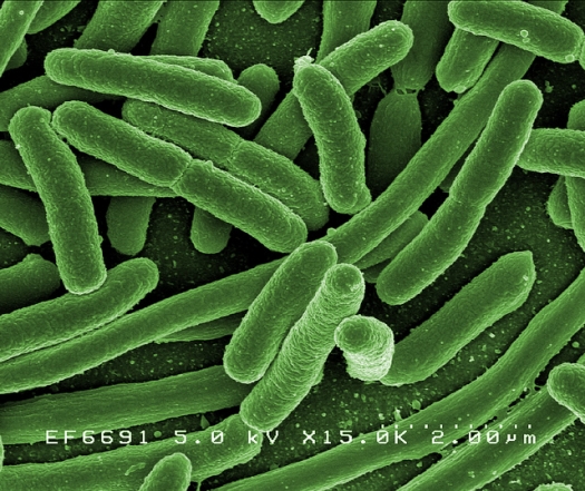 E. coli Bacteria