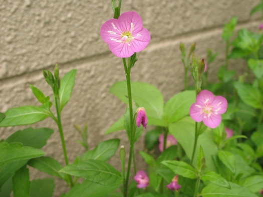 Oenothera rosea