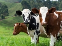 Three cows in green field with trees in background.